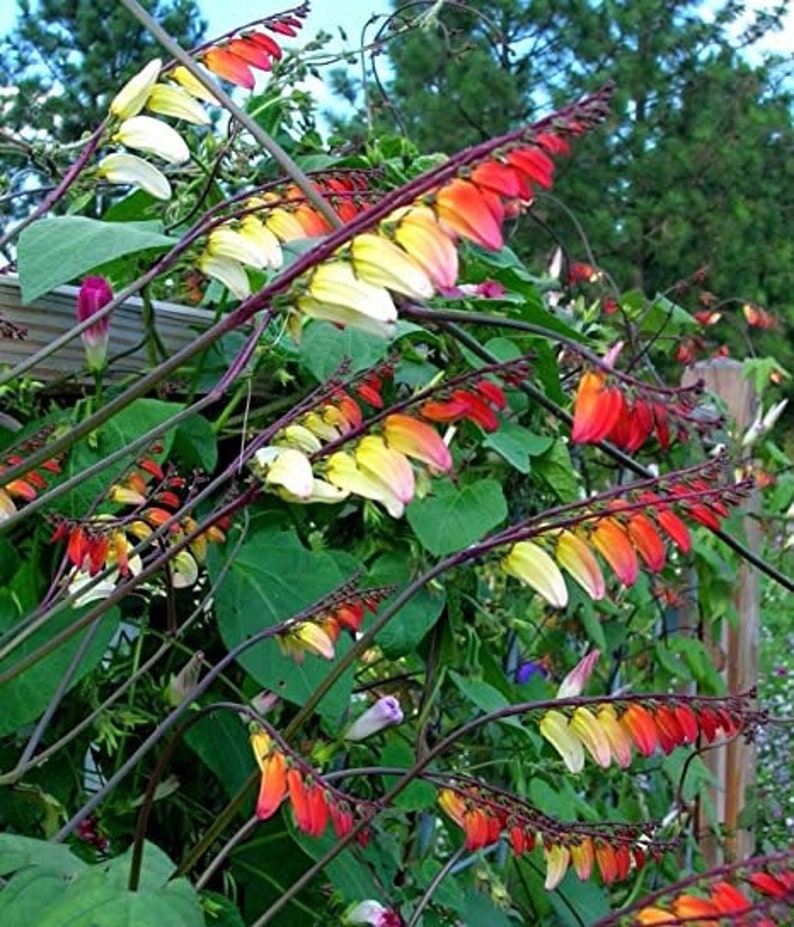 Exotic Love Vine Seeds, Firecracker, Spanish Flag, Mina Lobata, Ipomoea Lobata IP IP0910 image 2