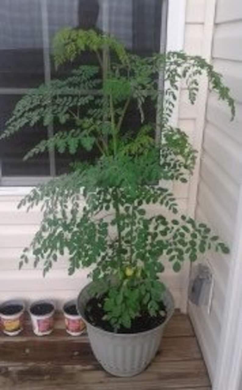 Rare DWARF Moringa Seeds Tree of Life Miracle Plant Etsy
