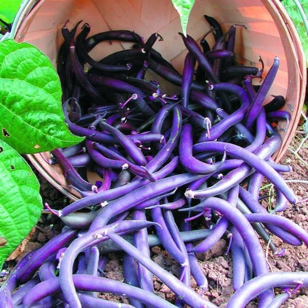50 Royal Purple Pod Bush Beans, Organic Phaseolus Vulgaris, Royalty PV0250