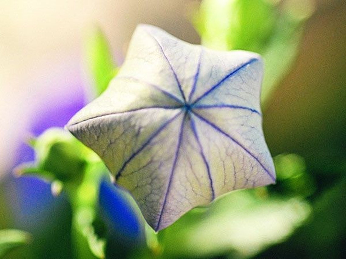 Blue Balloon Flower Seeds Platycodon Grandiflora Etsy