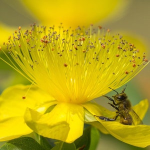 K&ouml;nnte beinhalten: Eine Biene sammelt Pollen von einer leuchtend gelben Bl&uuml;te mit einer gro&szlig;en, flauschigen Mitte.