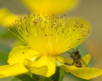 Bulk St. Johns Wort Seeds, Hypericum Perforatum HP011C
