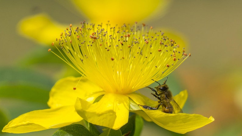 K&ouml;nnte beinhalten: Eine Biene sammelt Pollen von einer leuchtend gelben Bl&uuml;te mit einer gro&szlig;en, flauschigen Mitte.