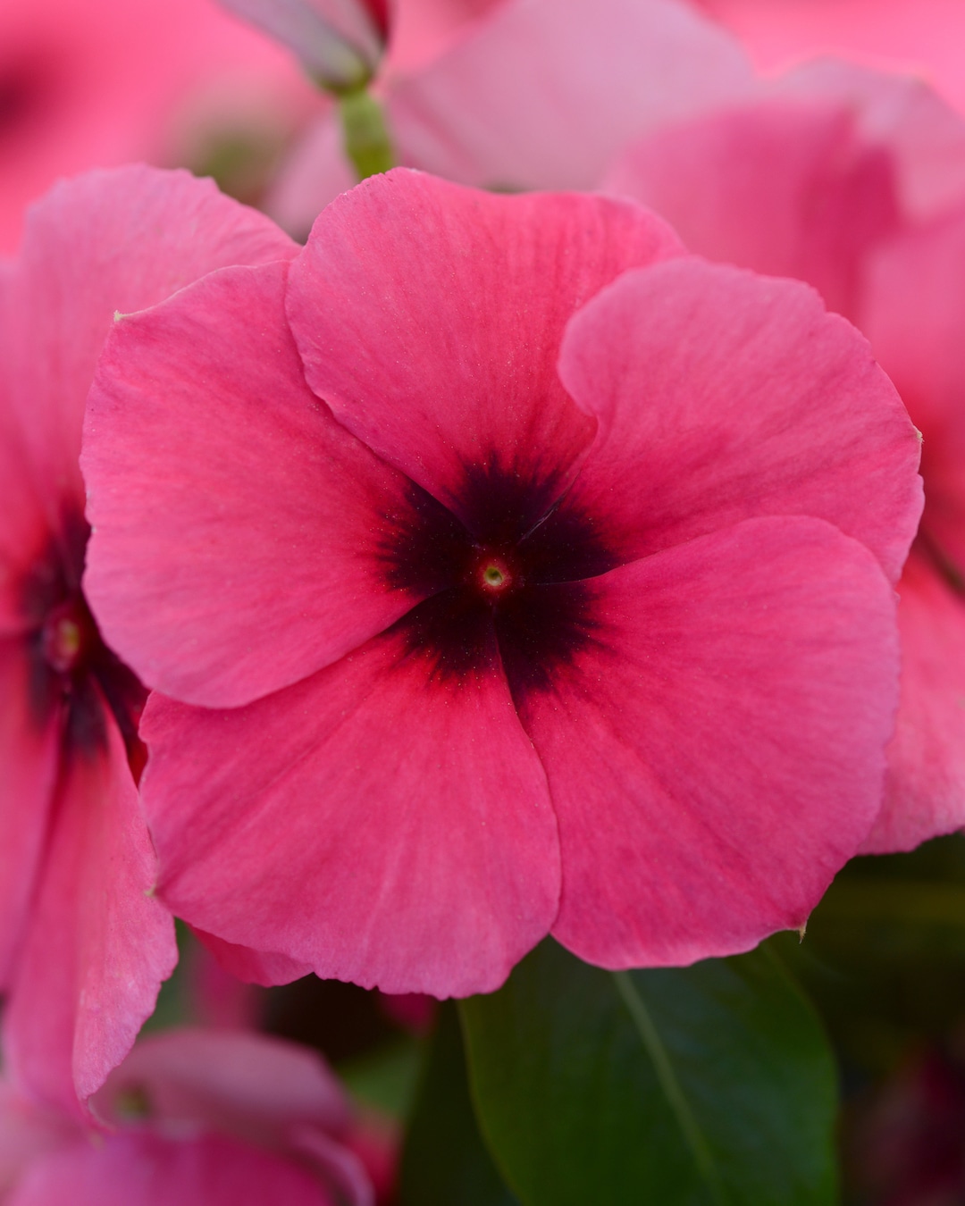 Periwinkle Turban Shell Raspberry Raspberry Tattoo Vinca Seeds, Periwinkle, Catharanthus Roseus ...