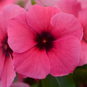 May include: A close-up of a pink flower with a dark purple center. The flower has five petals and is in full bloom.