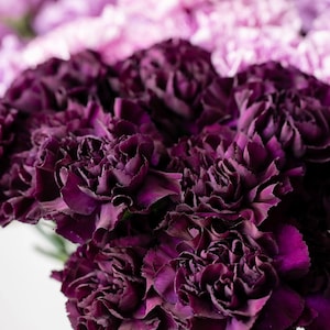 50 King of Blacks Carnation Seeds, Grenadin, Dianthus Caryophyllus DI0550