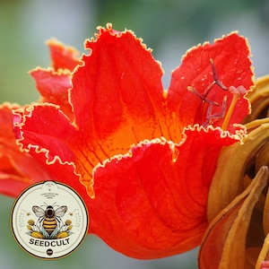 African Tulip Tree Seeds, Flame Tree, Spathodea Campanulata, ST8020