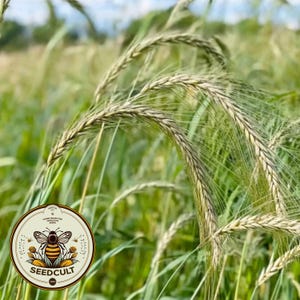 May include: Close-up of a field of green wheat with long, thin stalks and brown seeds. The wheat is in focus, while the background is blurred. A logo for Seedcult is visible in the lower left corner of the image.