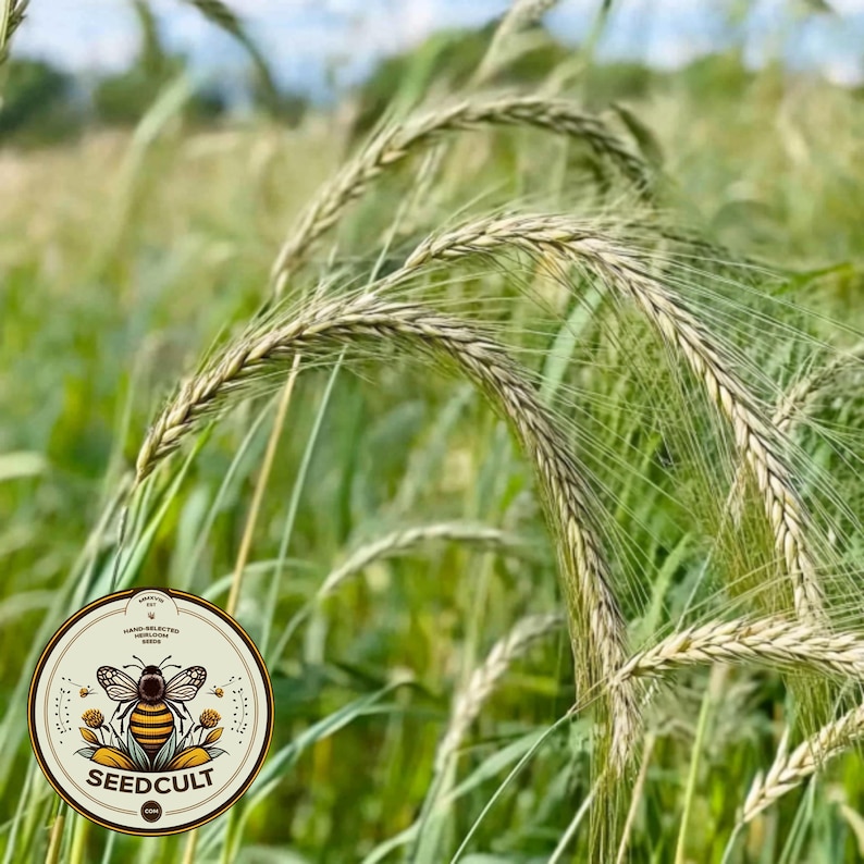 May include: Close-up of a field of green wheat with long, thin stalks and brown seeds. The wheat is in focus, while the background is blurred. A logo for Seedcult is visible in the lower left corner of the image.