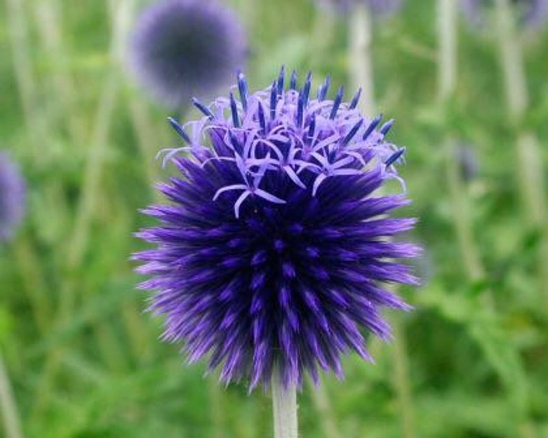 20 Blue Globe Thistle Seeds Echinops Ritro Etsy