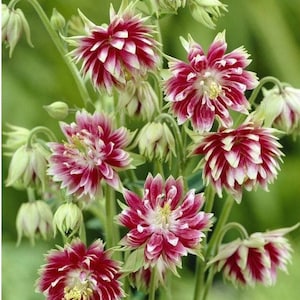 Nora Barlow Pink Columbine Seeds, Flowering Shade Perennial, Aquilegia Vulgaris AQ0820