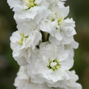 50 White Avalanche Column Stock Seeds, Highly fragrant Column Stock, Matthiola Incana MA0650