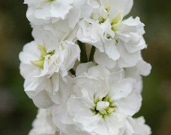 50 White Avalanche Column Stock Seeds, Highly fragrant Column Stock, Matthiola Incana MA0650