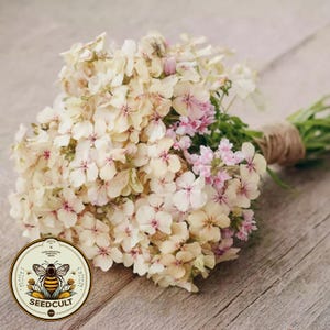 Puede incluir: Un ramo de flores crema y rosas atado con hilo. Las flores tienen pétalos delicados con centros rosas. Una etiqueta redonda con un gráfico de abeja y el texto "SEEDCULT" está en la esquina inferior izquierda. El ramo descansa sobre una superficie de madera.