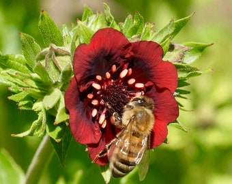 100 Scarlet Cinquefoil Seeds, US Native, Potentilla Thurberi PN211C