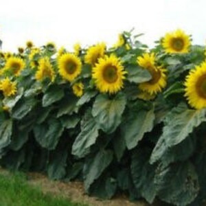 Container Dwarf Sunspot Sunflower Seeds, Miniature Helianthus Annuum ...