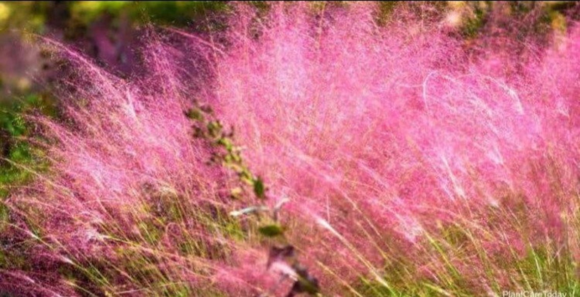 Pink Muhly Grass Seeds Perennial Muhlenbergia Capillaris Etsy