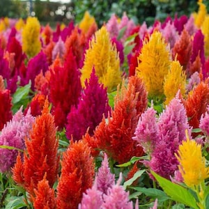 Rainbow Pampas Plume Celosia Seeds, Celosia Argentea var Plumosa, Amaranthceae CE0140