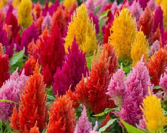 Rainbow Pampas Plume Celosia Seeds, Celosia Argentea var Plumosa, Amaranthceae CE0140