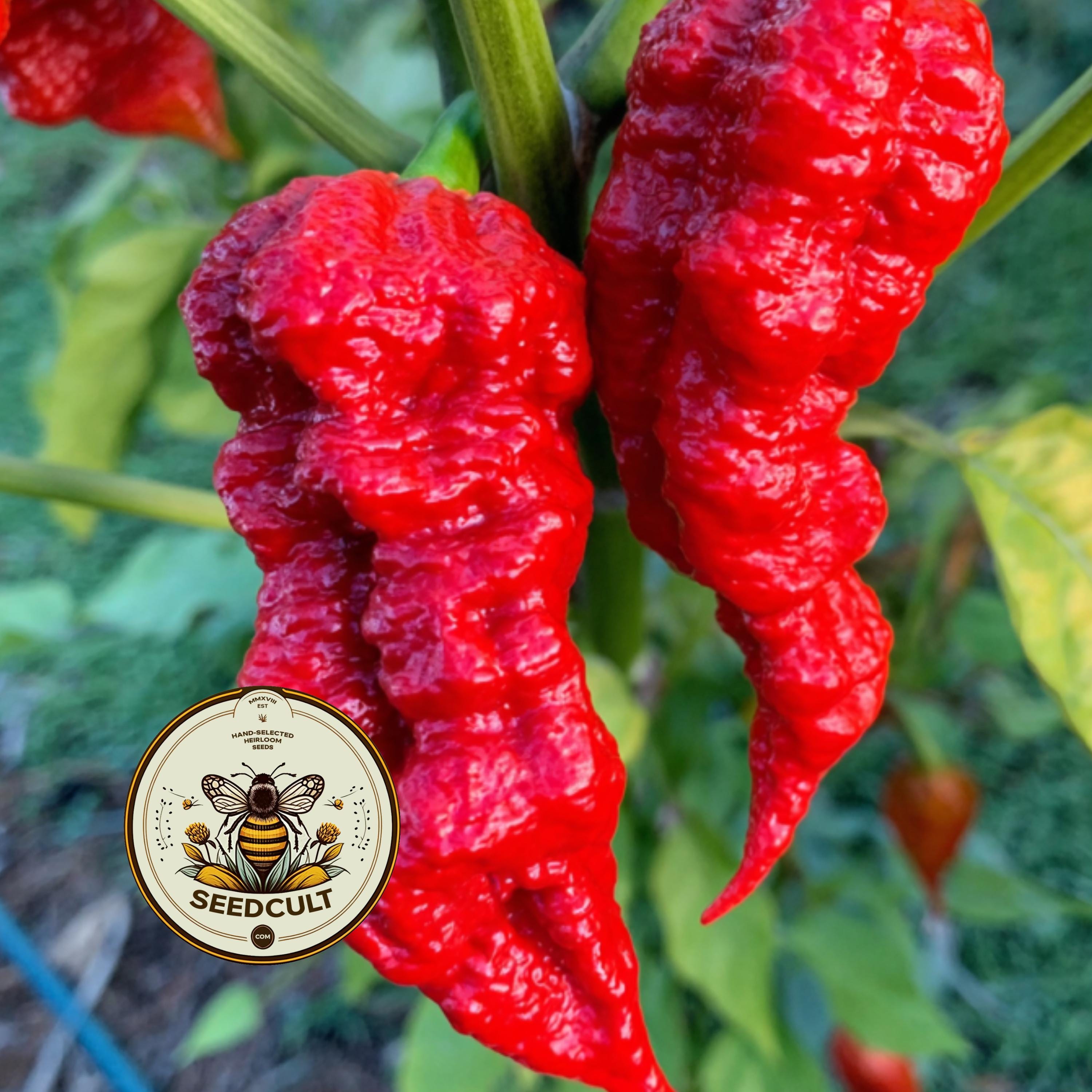 NEW! 5 Death Spiral Hot Pepper Seeds, Capsicum Chinense CH4705 - Etsy