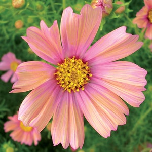 May include: A single pink and peach cosmos flower with a yellow center. The flower has delicate petals and is in full bloom.
