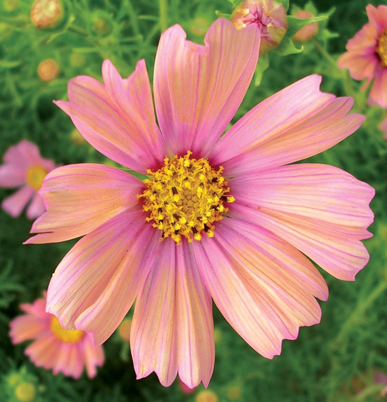 May include: A single pink and peach cosmos flower with a yellow center. The flower has delicate petals and is in full bloom.