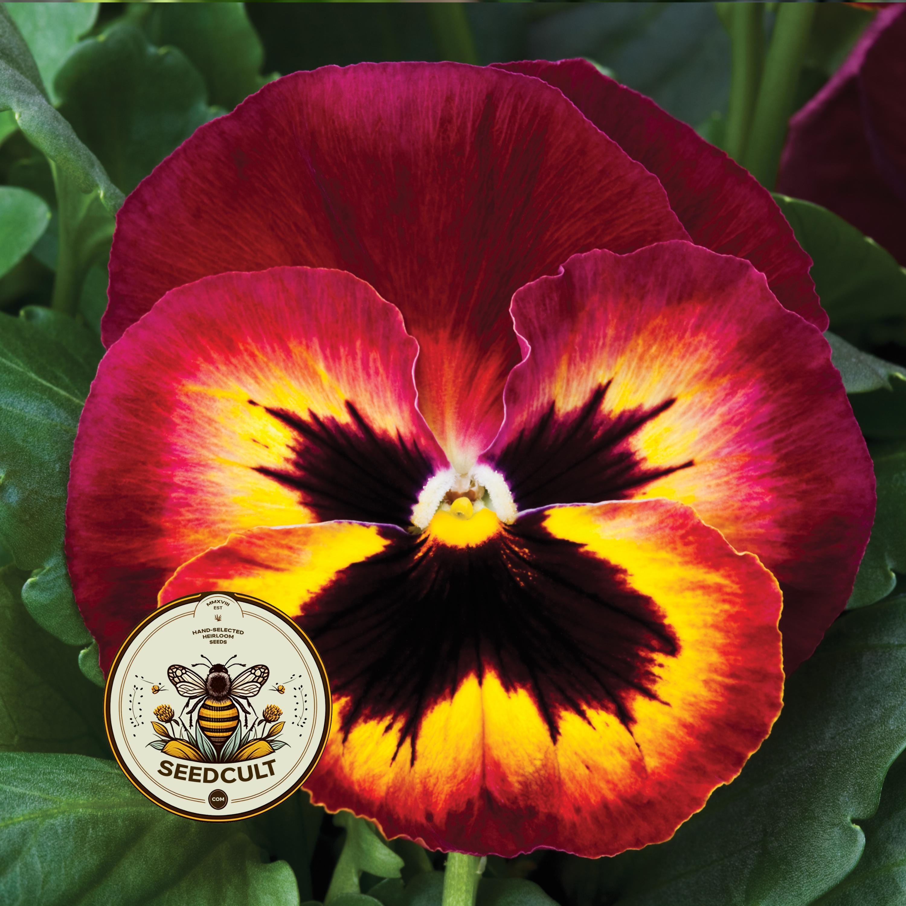 Mammoth Sangria Punch Matrix Pansy Seeds, Viola Wittrockiana