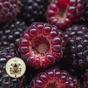 Organic 'Jewel" Black Raspberry Seeds, Blackcap, Thimbleberry, Rubus Occidentalis RB0130