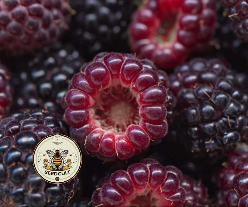 SeedCult Jewel Raspberry Seeds - Thumbnail 3