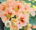 NEW! Gleam Salmon Nasturtium Seeds, Peach, Apricot, Salmon Shades, Edible Flowers, Tropaeolum majus TR0720