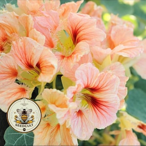 May include: Close-up of a cluster of peach-colored nasturtium flowers with red veining and yellow centers. The flowers are in full bloom, with delicate petals. A circular logo with a bee and the text "SEEDCULT" is visible.
