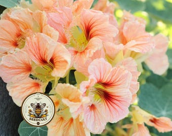 NEW! Gleam Salmon Nasturtium Seeds, Peach, Apricot, Salmon Shades, Edible Flowers, Tropaeolum majus TR0720