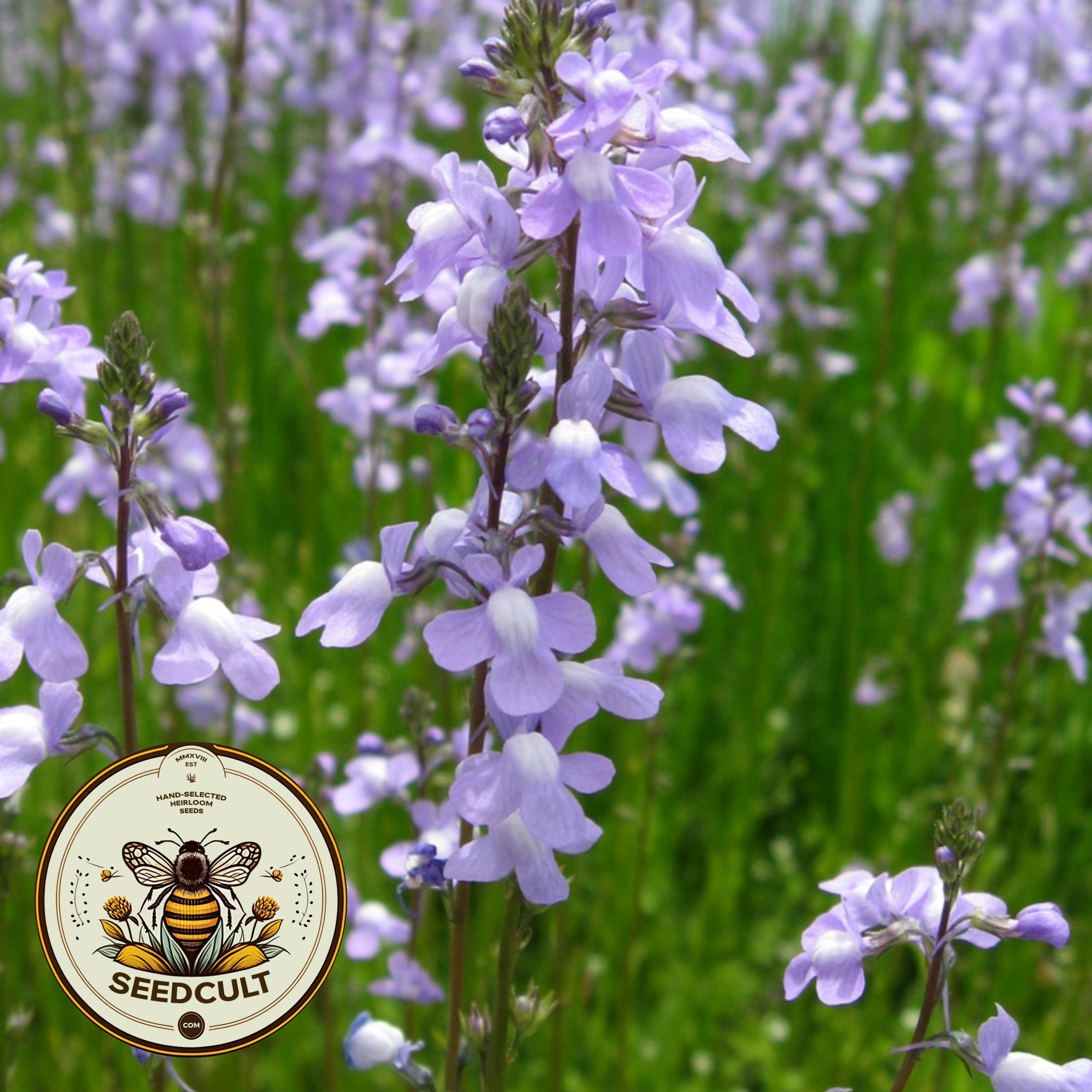 Native Blue Toadflax, Nuttallanthus canadensis, Linaria Canadensis, US, Canada Native NU015C