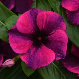 NEW! Black Cherry Tattoo Vinca Seeds, Periwinkle, Catharanthus Roseus, Madagascar Periwinkle, VN1210