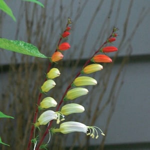 Exotic Love Vine Seeds, Firecracker, Spanish Flag, Mina Lobata, Ipomoea Lobata IP IP0910 image 6