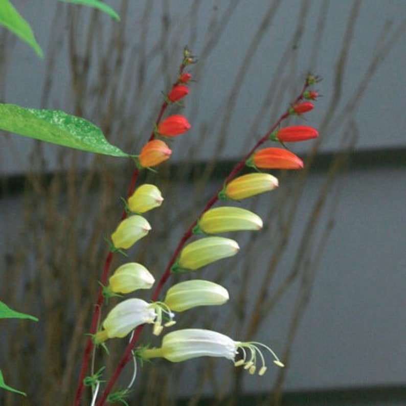 Exotic Love Vine Seeds, Firecracker, Spanish Flag, Mina Lobata, Ipomoea Lobata IP IP0910 image 6