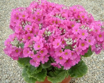 Deep Beauty Pink Fairy Primrose Seeds, Primula Malacoides, House Plant, Bright Light PM3120