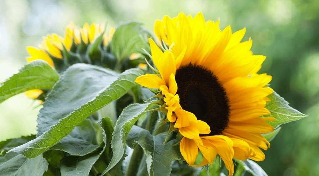 20 Pro Cut Lemon Sunflower Seeds, Helianthus Annuum HA1120 - Etsy