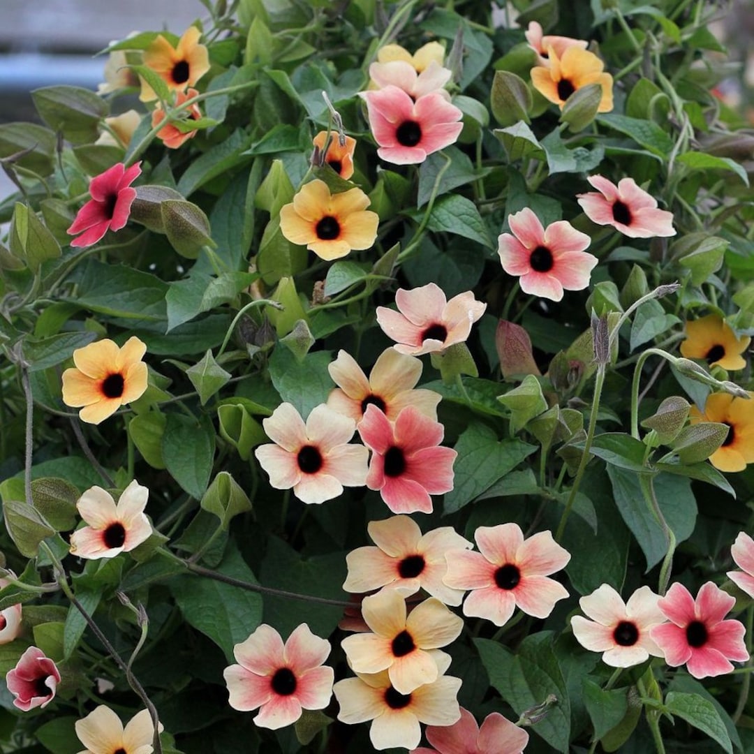 Spanish Eyes Black Eyed Susan Vine Seeds, Thunbergia Alata TH0310 Etsy