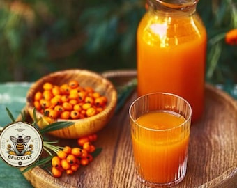 ¡NUEVO! 100 semillas de espino amarillo, espino amarillo, Hippophae rhamnoides medicinal, HP401C