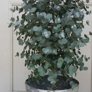 Organic Dwarf Baby Blue Eucalyptus seeds, Indoor House Plant, Eucalyptus Pulverulenta EU0110