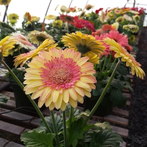 5 Cartwheel Strawberry Twist Gerbera Daisy Seeds, Gerbera Jamesonii GE0205