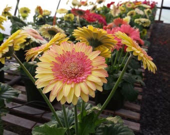 5 Cartwheel Strawberry Twist Gerbera Daisy Seeds, Gerbera Jamesonii GE0205