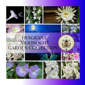 May include: A collage of fragrant flowers blooming at night. The flowers are white, pink, and purple. The text "Fragrant Moonlight Garden Collection" is in the center of the image. The Seedcult logo is in the lower right corner.
