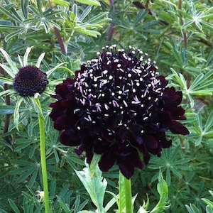 Black Pom Pom Scabiosa Flower Seeds, Pincushion, Scabiosa Atropurpurea SC0125 image 3