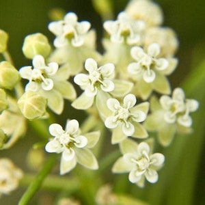 May include: Close-up of a cluster of delicate white flowers with green stems and buds. The flowers have five petals each and are arranged in a symmetrical pattern.