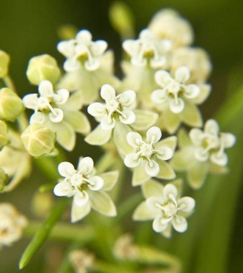 May include: Close-up of a cluster of delicate white flowers with green stems and buds. The flowers have five petals each and are arranged in a symmetrical pattern.