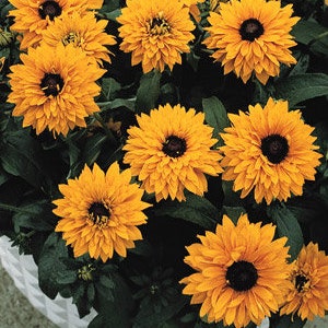 Bulk Goldilocks Black Eyed Susan Seeds, Rudbeckia Hirta RU071C