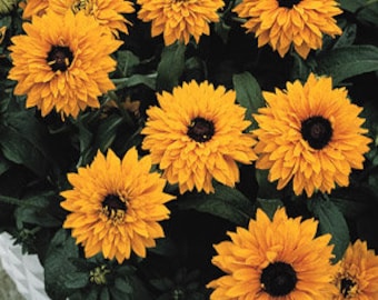 NEW! Bulk Goldilocks Black Eyed Susan Seeds, Rudbeckia Hirta RU071C