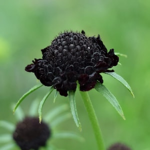 Black Pom Pom Scabiosa Flower Seeds, Pincushion, Scabiosa Atropurpurea SC0125 afbeelding 1